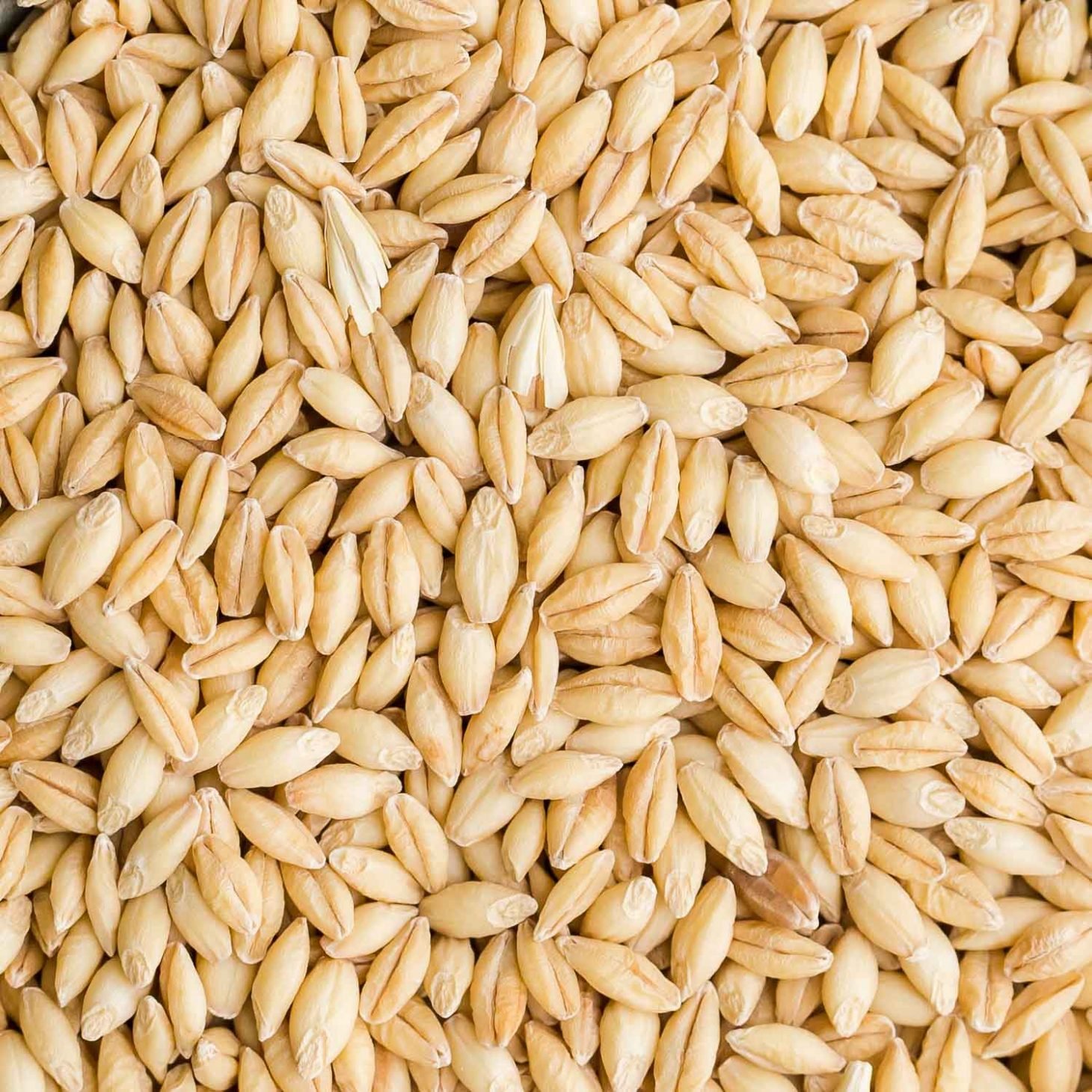 Barley