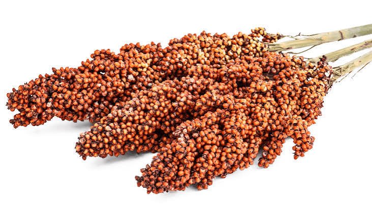 Sorghum Grains (Jowar)