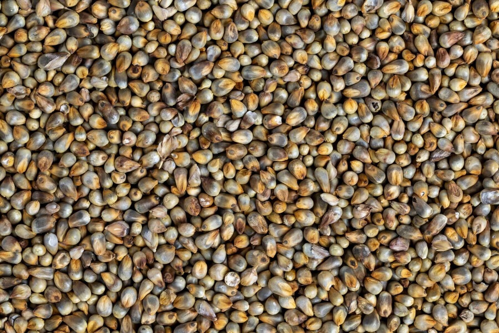 Pearl Millet Grains (Bajra)