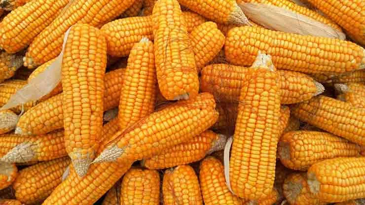 Maize Grains